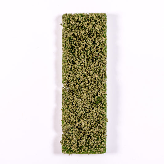 BEECH FOLIAGE SUMMER